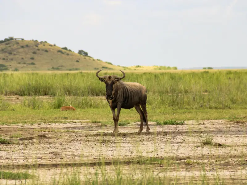 Climate-Positive Development