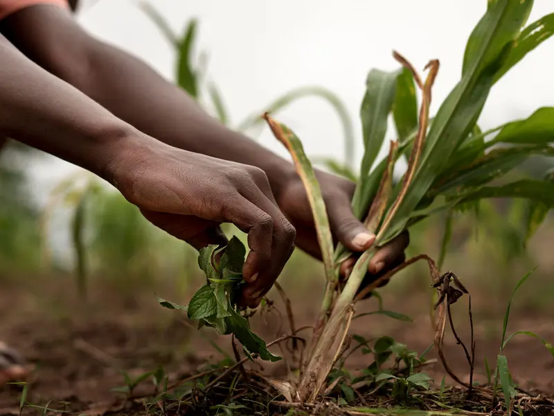 Economic Resilience and Transformation
