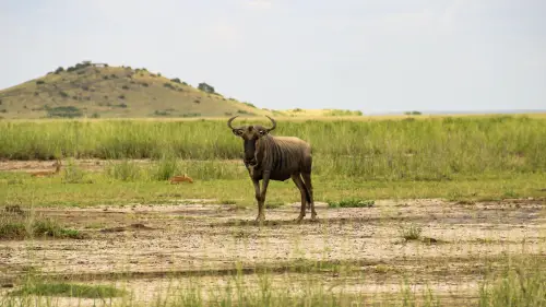 Climate-Positive Development