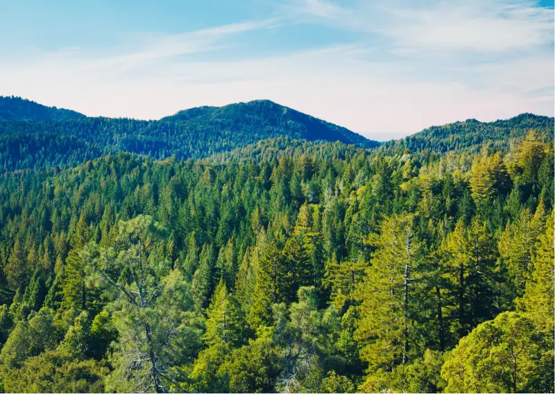 Climate Smart Forest Economy Program
